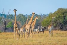 South Africa-Waterberg-South African Explorer